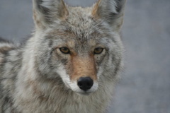 Coyote