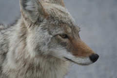 Coyote