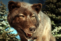 Wolf