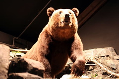 Grizzly