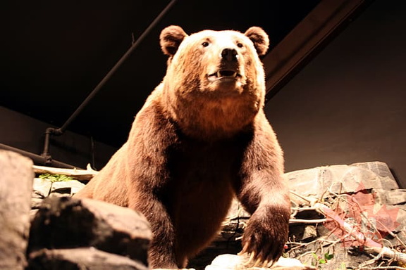 Grizzly