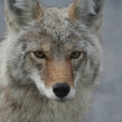 Wildlife in Alberta, Canada
