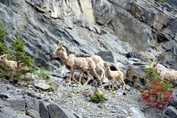 Mountain Goats