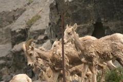 Mountain Goats