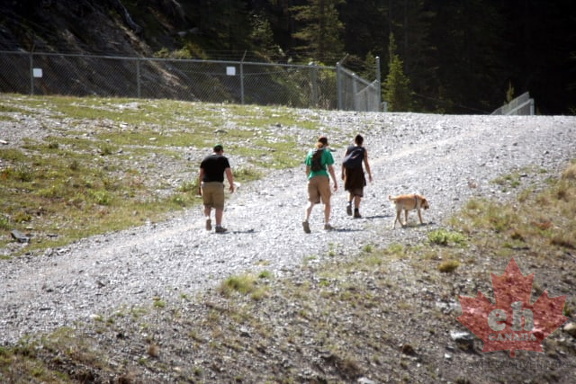 Tough Dog Walking