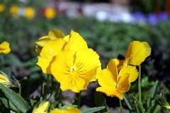 Sunshine Yellow