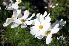 A Blanket of White