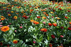 Flower Bed