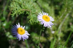 Flowers on Edith Pass Trail