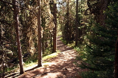 Forest Trail