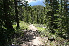 Tree Line