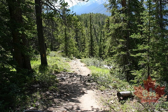 Tree Line