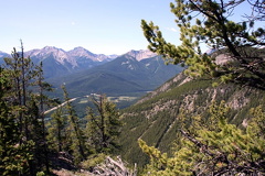 Tree Line Hiking