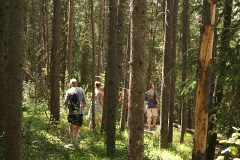 Forest Trail
