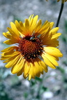 Bee and Me