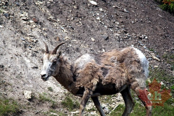 Minnewanka Wildlife