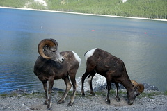 Bighorn Sheep
