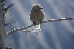 Alpine Birding