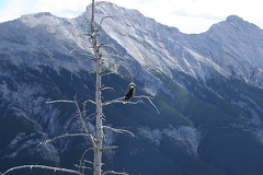 Birdwatching