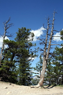 Twisted by Winds