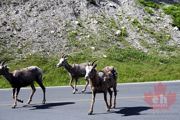 Crossing Roads