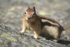 Squirrel Staring us Down