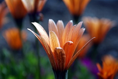 Spring Colours