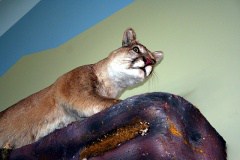 Cougar Country