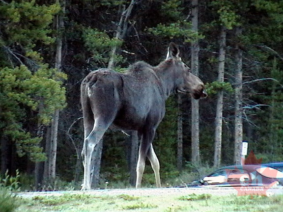 jasper malign lake moose03