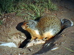 Marmot