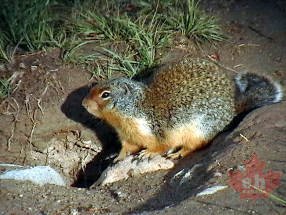 Marmot