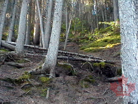 Forest Trail