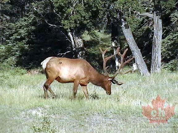Jasper Park Elk