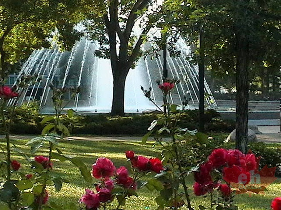 It is all Roses
