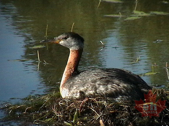 Birdwatching
