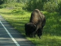 Roadside Buffalo
