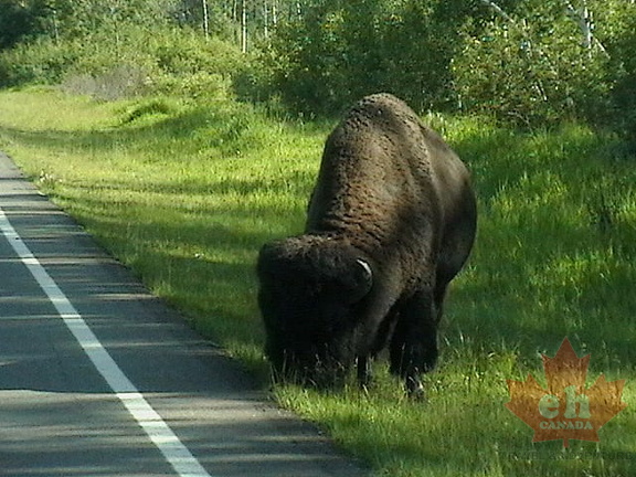 Roadside Buffalo