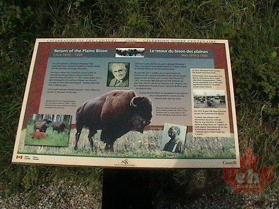 Buffalo Signs