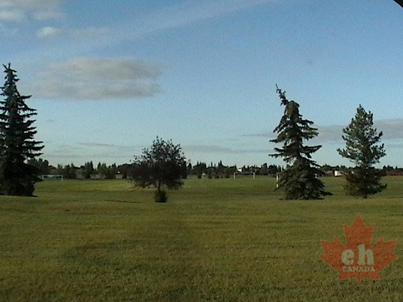 Grassy Fields