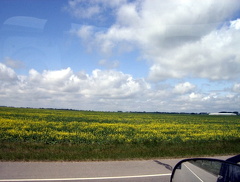Field of Dreams
