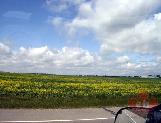 Field of Dreams