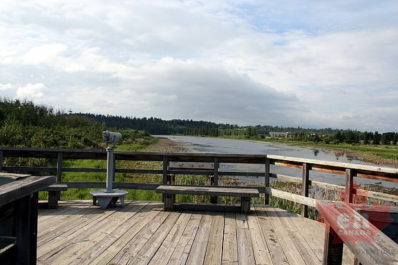 Wetland Lookout