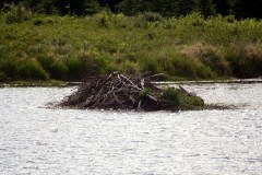 Beaver Dam