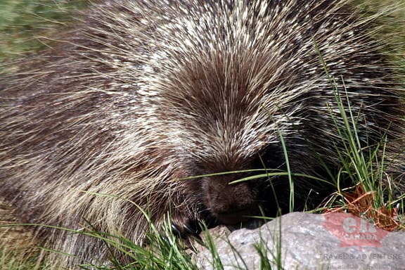 Porcupine