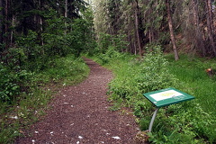 Forest Trail