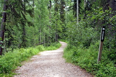 Amerada Trail