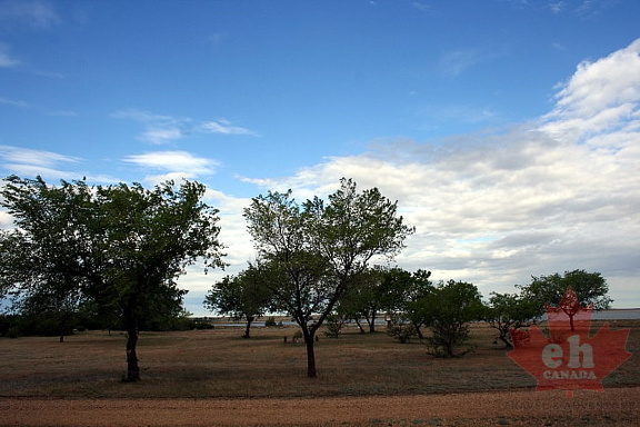 Trees