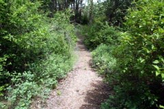 Off Shoot Trails