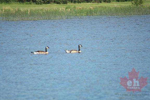 Canada Geese
