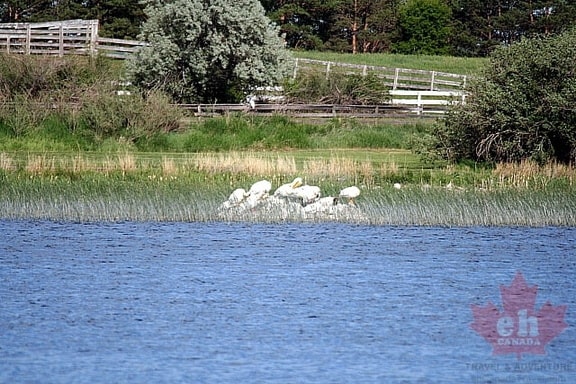 White Pelicans